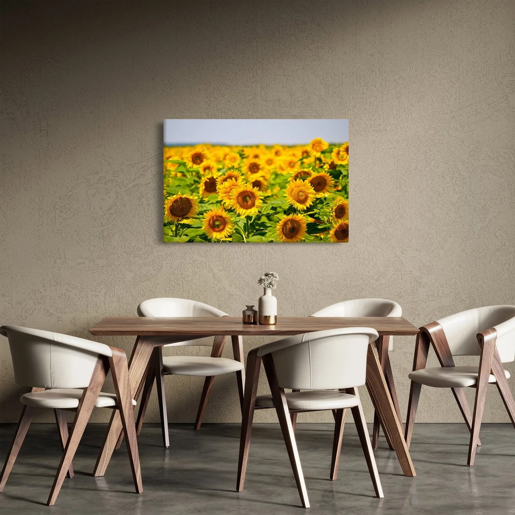 Obraz - Slnečnica (90x60 cm)