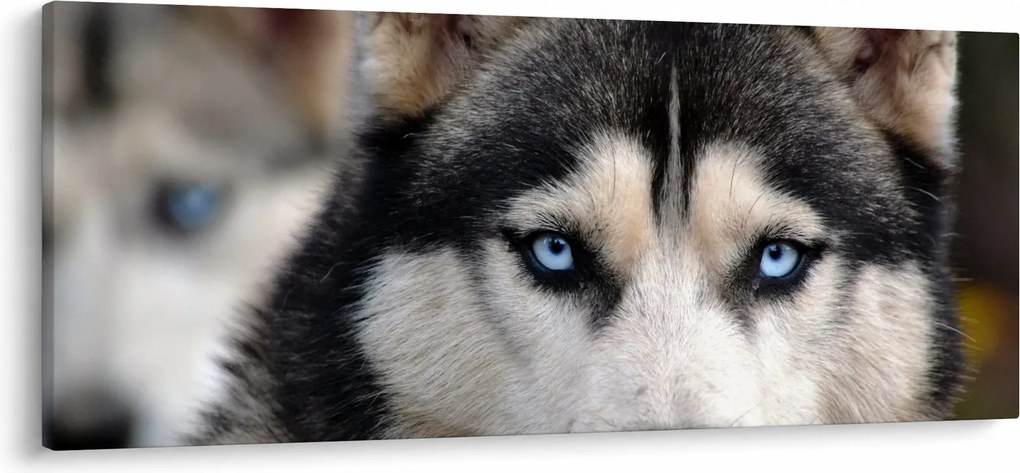 Obraz psa husky (120x50 cm)