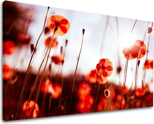 Obraz na stenu KVETY MAKY XOBKV121E11 - 100x150 cm