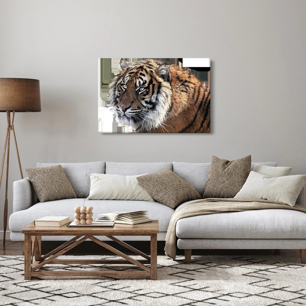 Obraz tigra (90x60 cm)