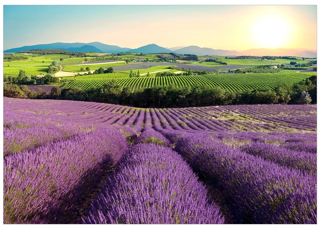 Artgeist Fototapeta - Lavender Field Veľkosť: 150x105, Verzia: Premium