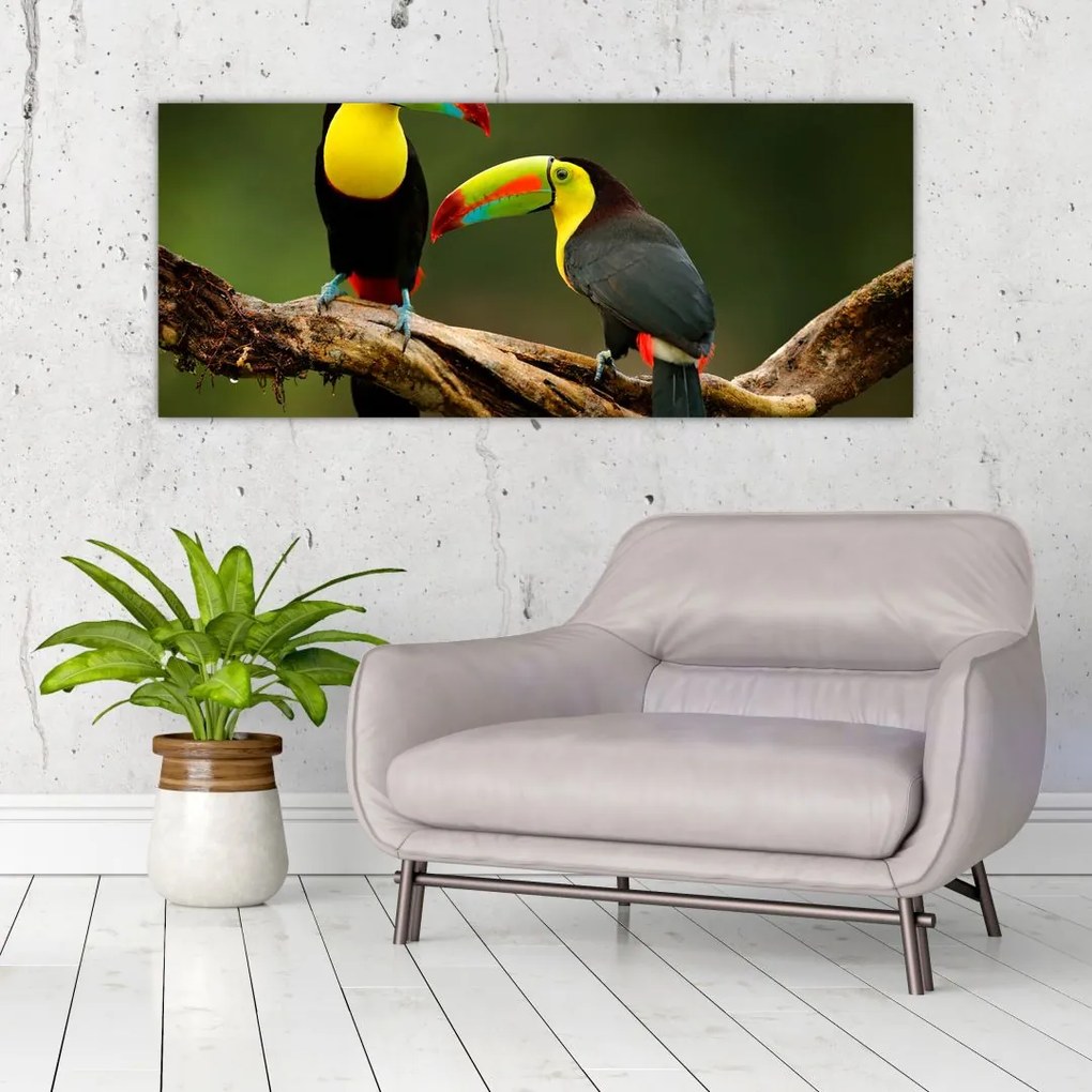Obraz sediacich tukanov, Costa Rica (120x50 cm)