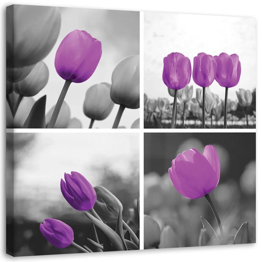 Obraz na plátně Tulipány Fialová sada - 60x60 cm