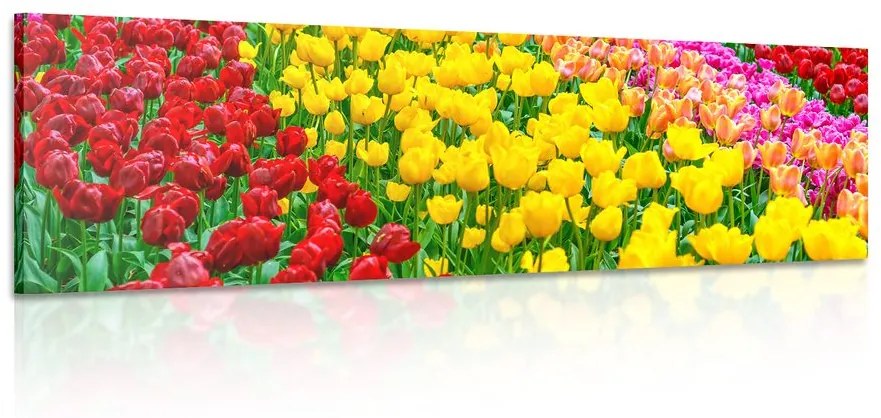 Obraz záhrada plná tulipánov Varianta: 120x40