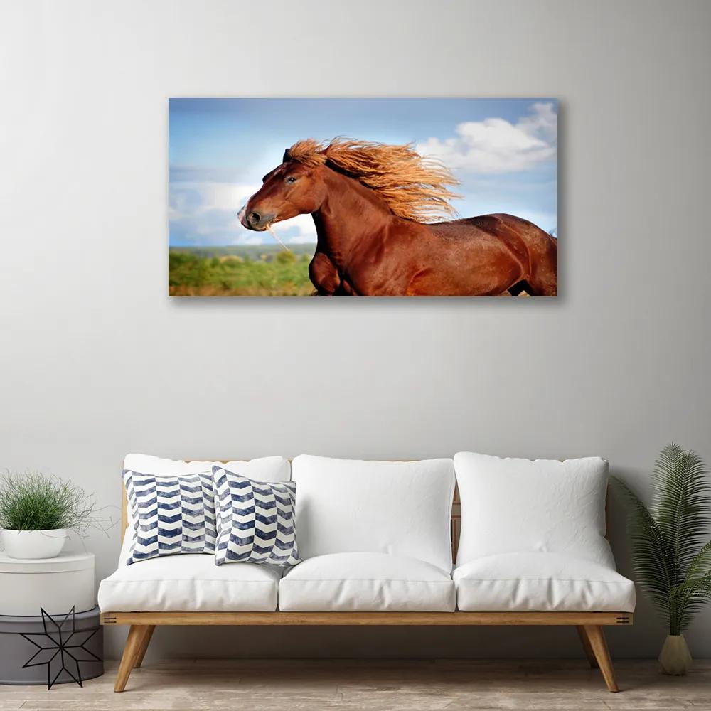 Obraz na plátne Kôň zvieratá 140x70 cm