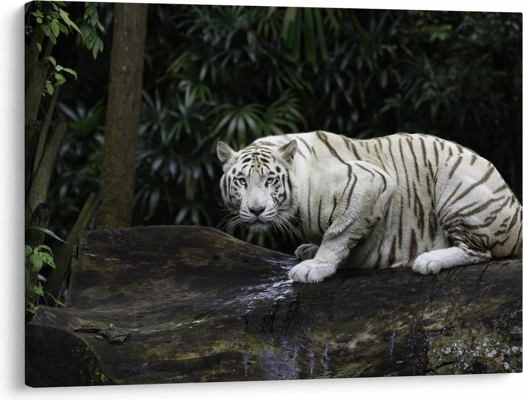Obraz - Tiger albín (70x50 cm)
