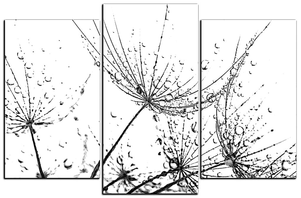 Obraz na plátne - Pampeliškové semienka s kvapkami vody 1202QC (135x90 cm)