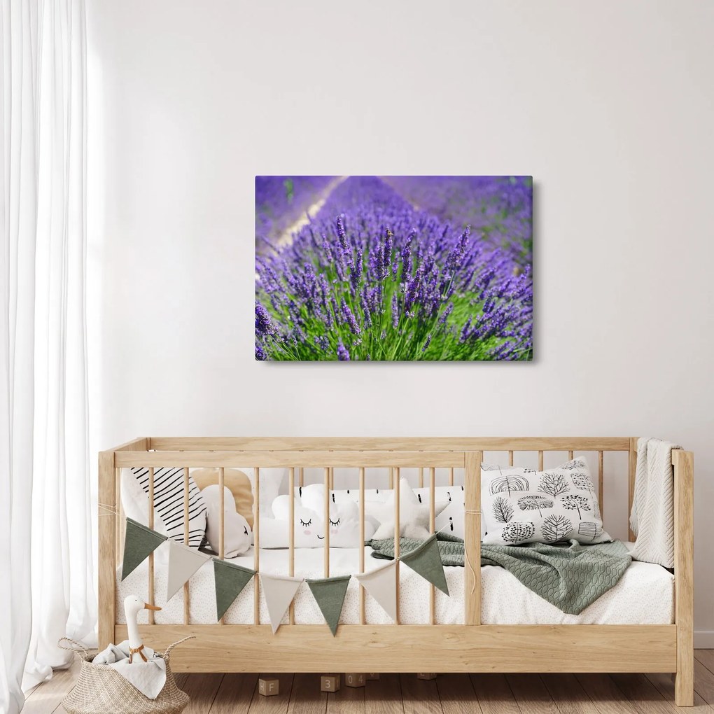 Obraz - levanduľa (90x60 cm)