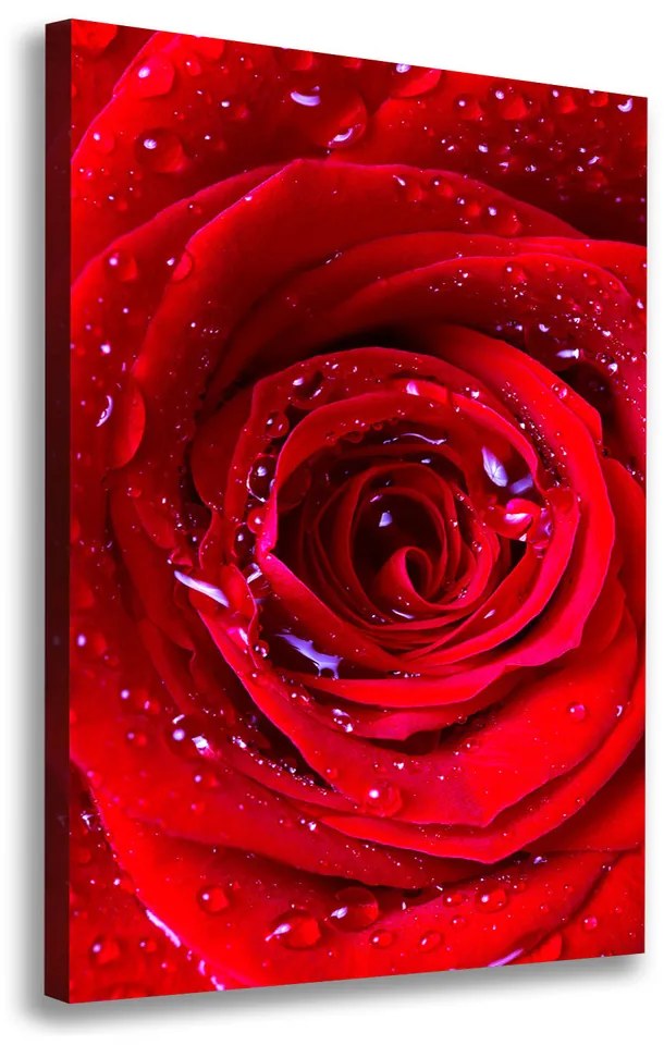 Foto obraz na plátne Červená ruža pl-oc-70x100-f-100979783