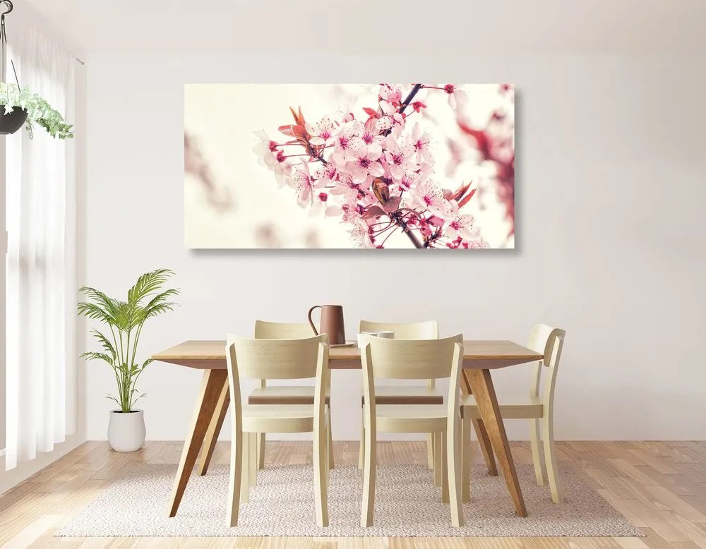 Obraz ružové kvety čerešne Varianta: 100x50