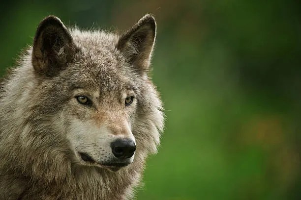 Umelecká fotografie Gray Wolf, Copyright Michael Cummings, (40 x 26.7 cm)