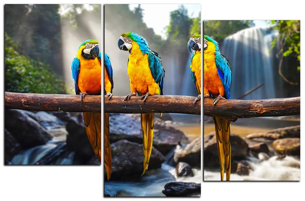 Obraz na plátne - Modro žlté Macaw 1232D (105x70 cm)