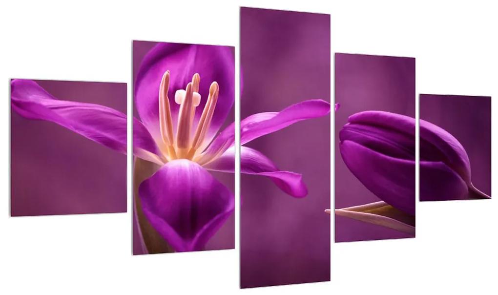 Obraz fialového kvetu (K012217K12570)