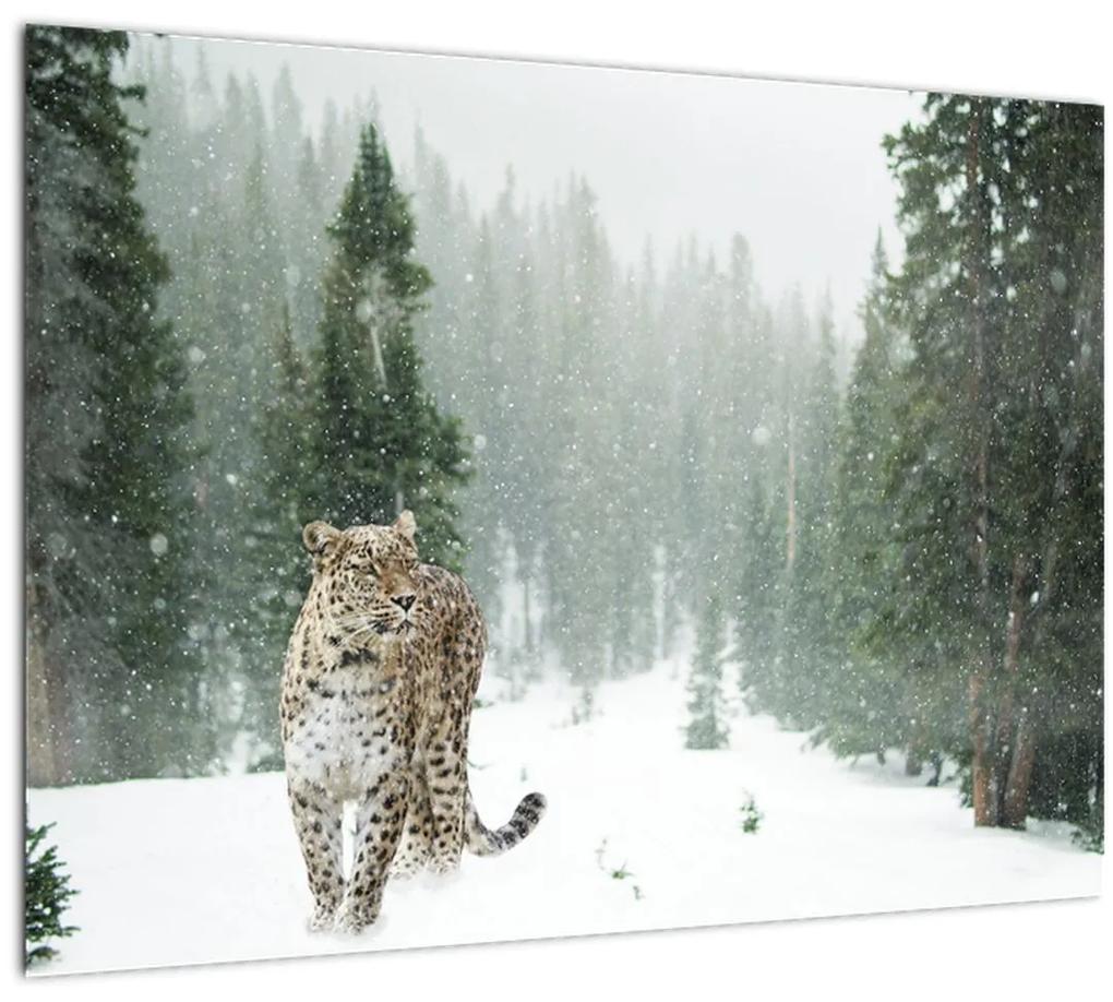 Sklenený obraz leoparda v snehu (70x50 cm)