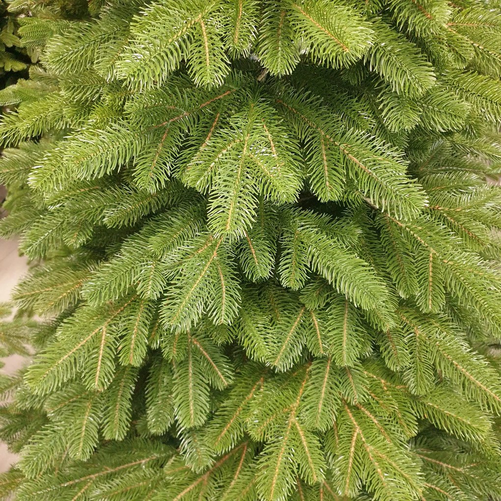 Borovica Limba 255cm- 100% 3D