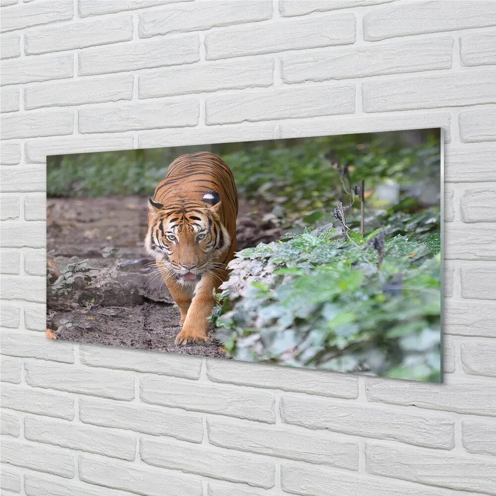 Sklenený obraz Tiger Woods 100x50 cm