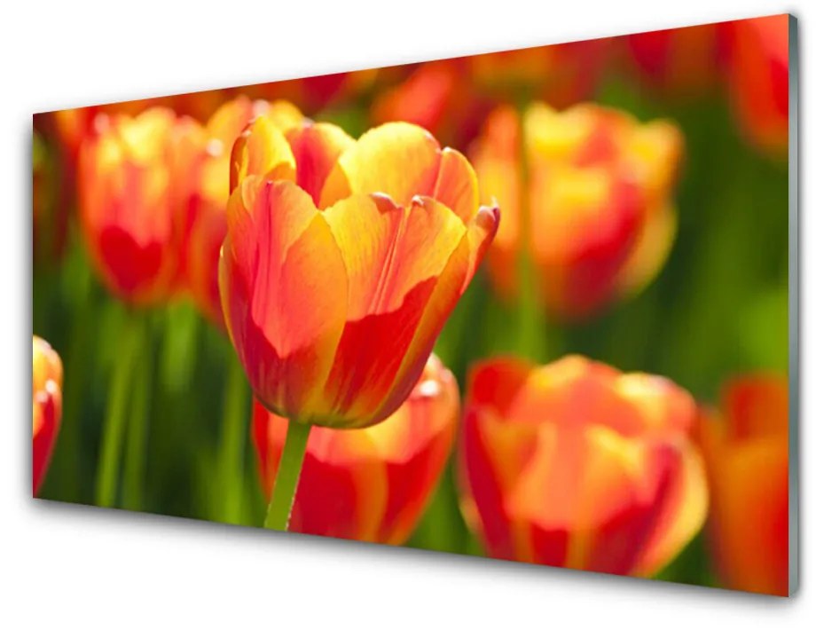 Skleneny obraz Tulipány kvety rastlina 100x50 cm 2 Prívesky