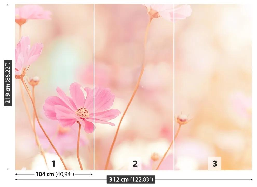 Fototapeta Vliesová Ružové kvety kozmu 208x146 cm