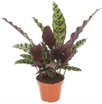 Calathea lancifolia 14/45 cm