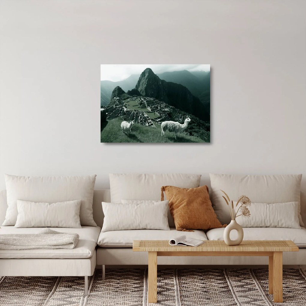 Sklenený obraz - Lamy na Machu Picchu v Peru (70x50 cm)