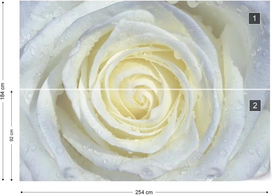 GLIX Fototapeta - Rose Flower White Vliesová tapeta  - 254x184 cm