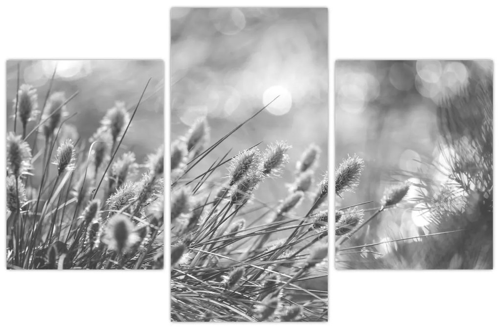 Obraz - Béžová soft grass N⁰1 (90x60 cm)