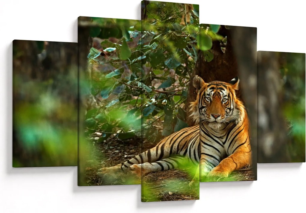 Obraz odpočívajúceho tigra (150x105 cm)