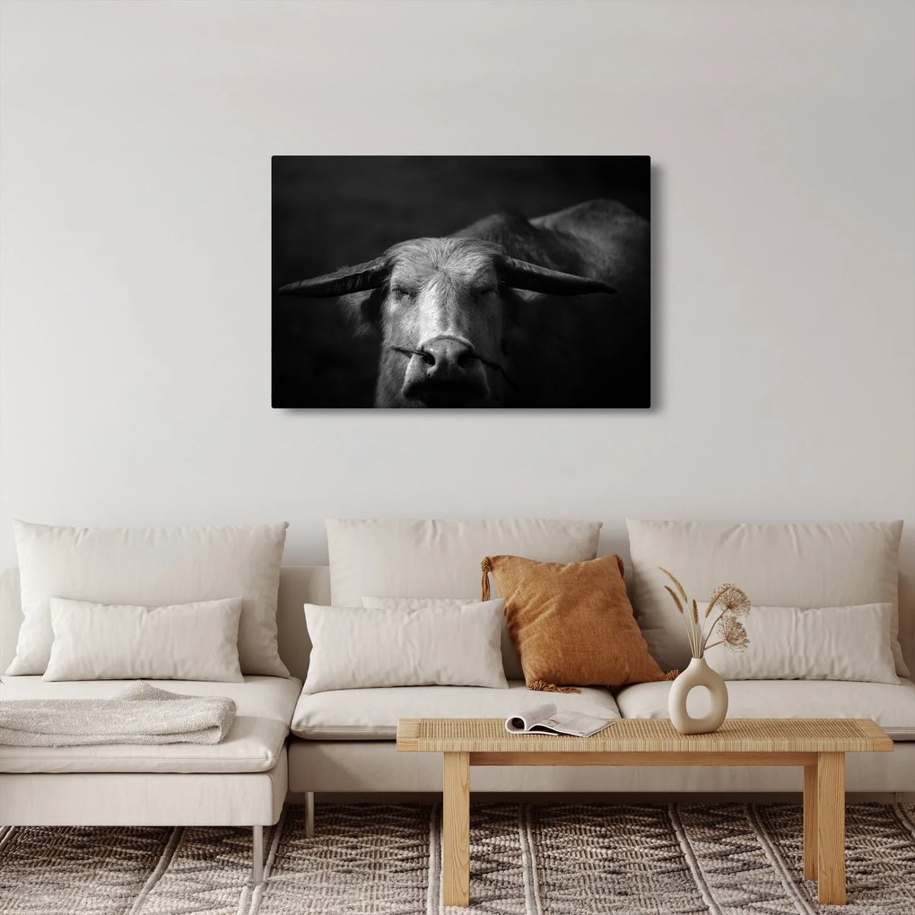 Obraz - Krava (90x60 cm)