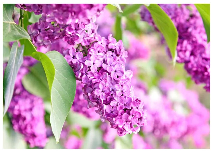 Artgeist Fototapeta - Lilac flowers Veľkosť: 147x105, Verzia: Samolepiaca