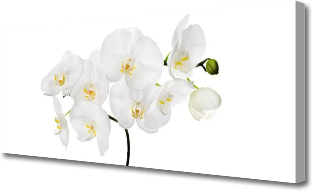 Obraz Canvas Biela Orchidea Kvety