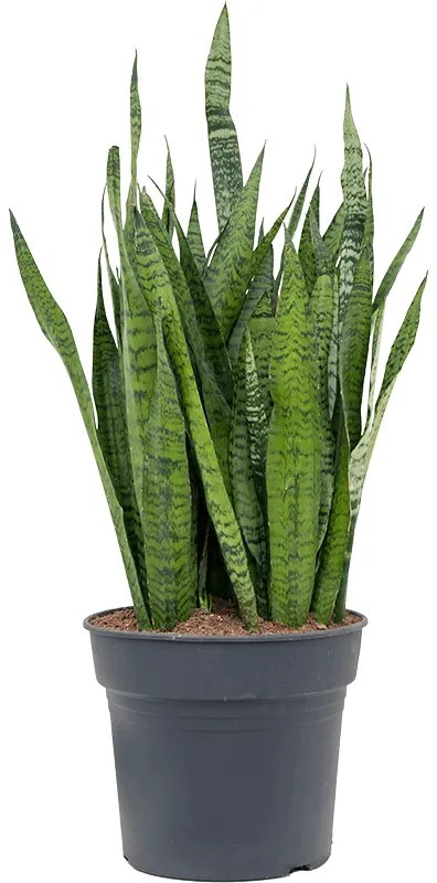 Sansevieria zeylanica tuft pots 34x100 cm