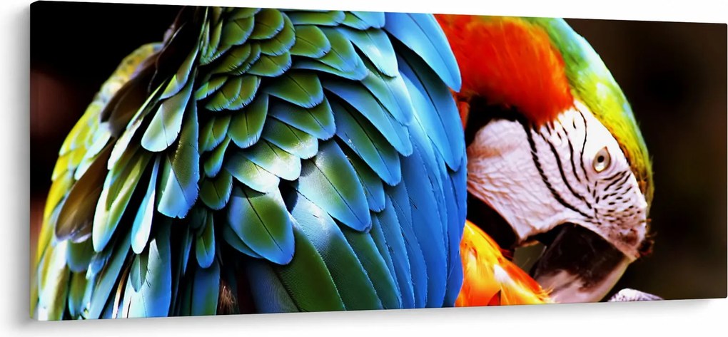 Obraz - Papagáj (120x50 cm)