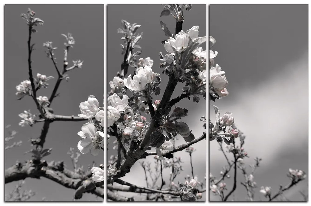 Obraz na plátne - Kvitnúca jabloň 147ČB (120x80 cm)