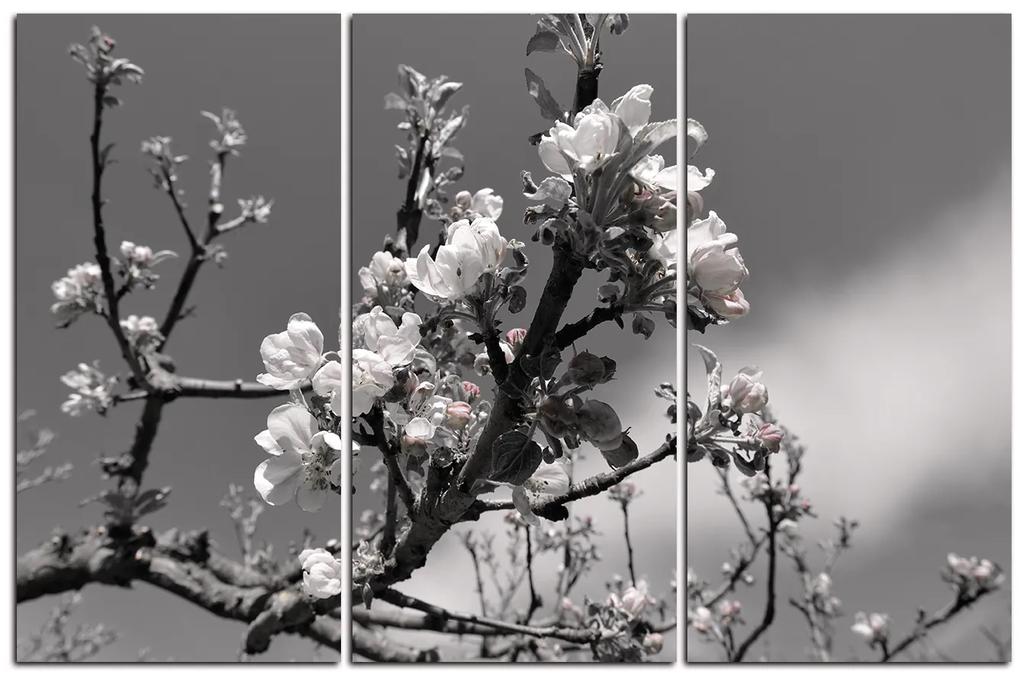 Obraz na plátne - Kvitnúca jabloň 147ČB (135x90 cm)