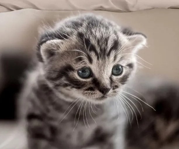 Bavlnené obliečky Homa BILI SWEET 3-dielna sada 140x200 cm