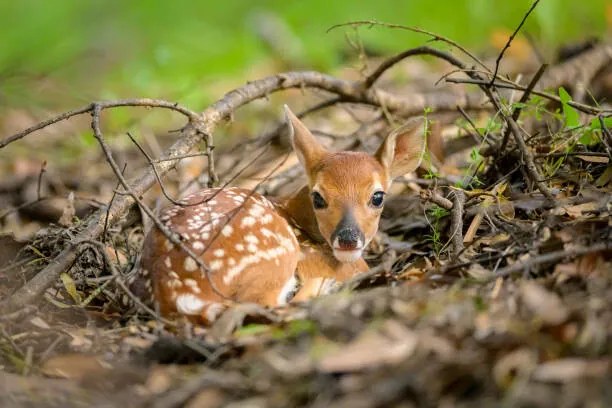 Umelecká fotografie Newborn white-tailed deer fawn on forest floor, jared lloyd, (40 x 26.7 cm)