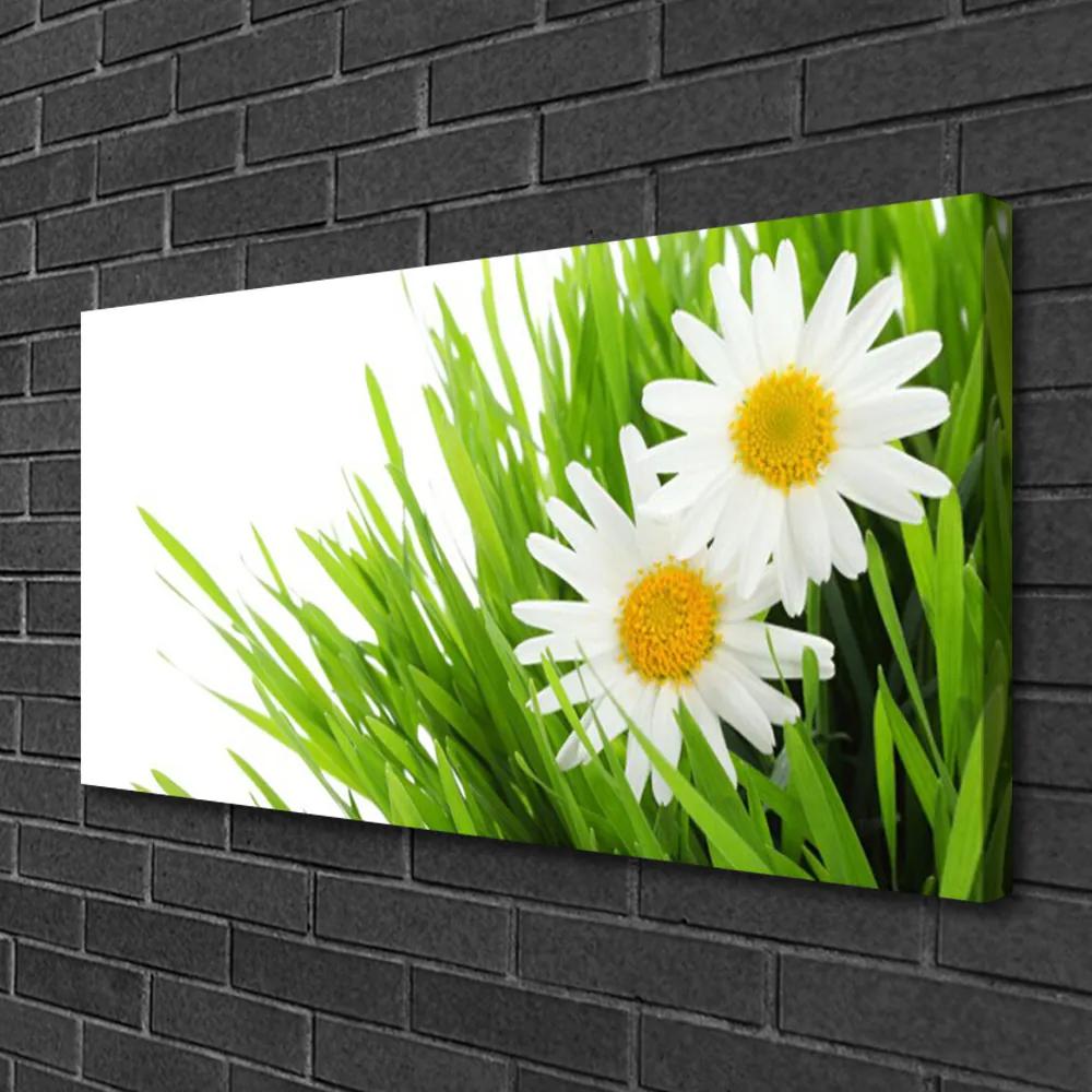 Obraz Canvas Sedmokráska kvet príroda 120x60 cm