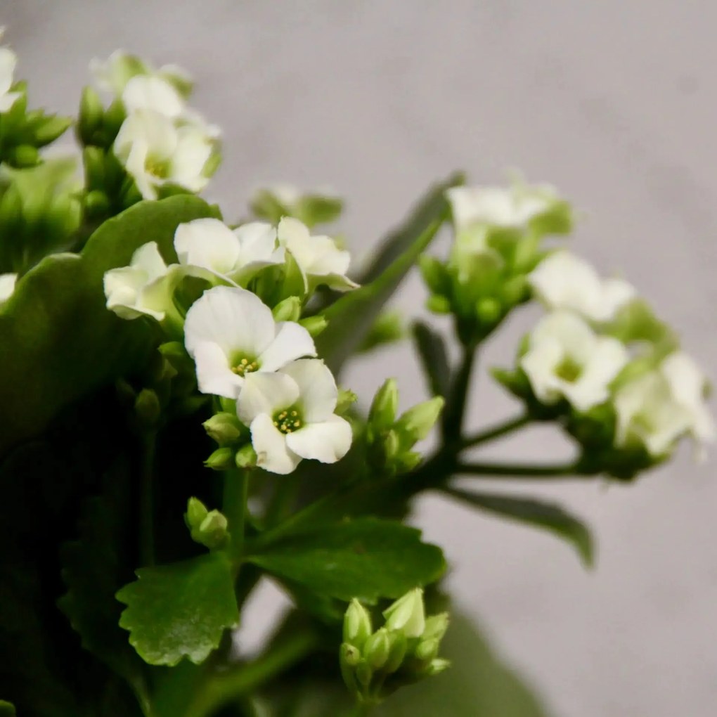 Kalanchoe Grandiva biele