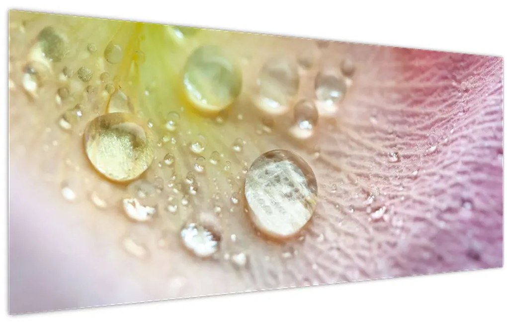 Obraz - Kvapky rosy (120x50 cm)