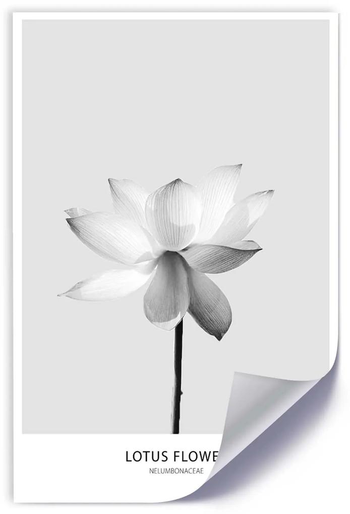 Gario Plagát Biely lotosový kvet Farba rámu: Bez rámu, Rozmery: 30 x 45 cm