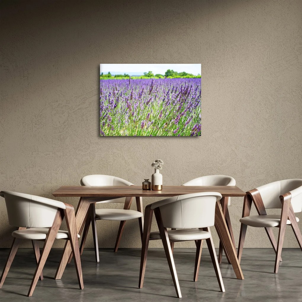 Obraz poľa s levanduľou (70x50 cm)