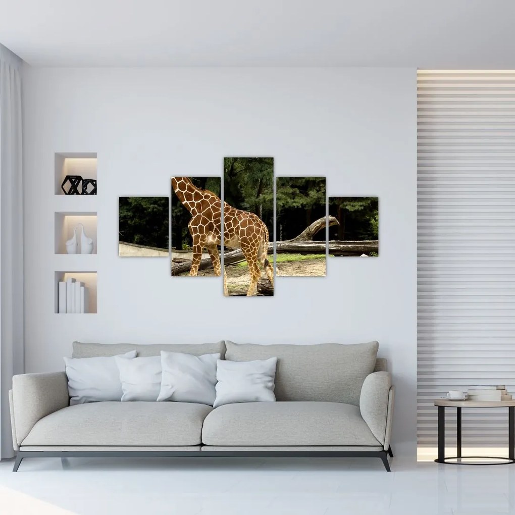 Obraz žirafy