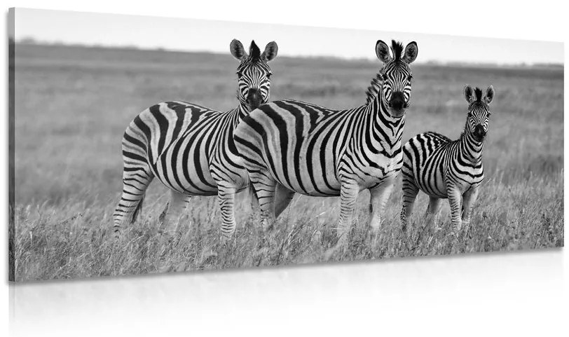 Obraz tri zebry v savane v čiernobielom prevedení Varianta: 100x50