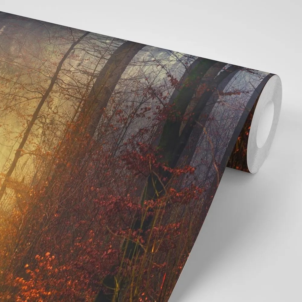Samolepiaca fototapeta svetlo v lese - 150x100