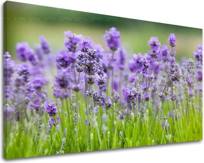 Obraz na stenu KVETY XOBKV146E11 - 40x60 cm