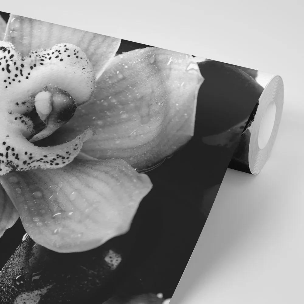 Fototapeta detail tropickej orchidey v čiernobielom prevedení