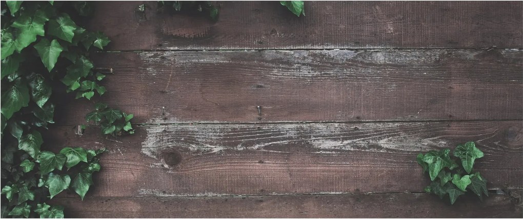 Obraz - Brečtan (120x50 cm)