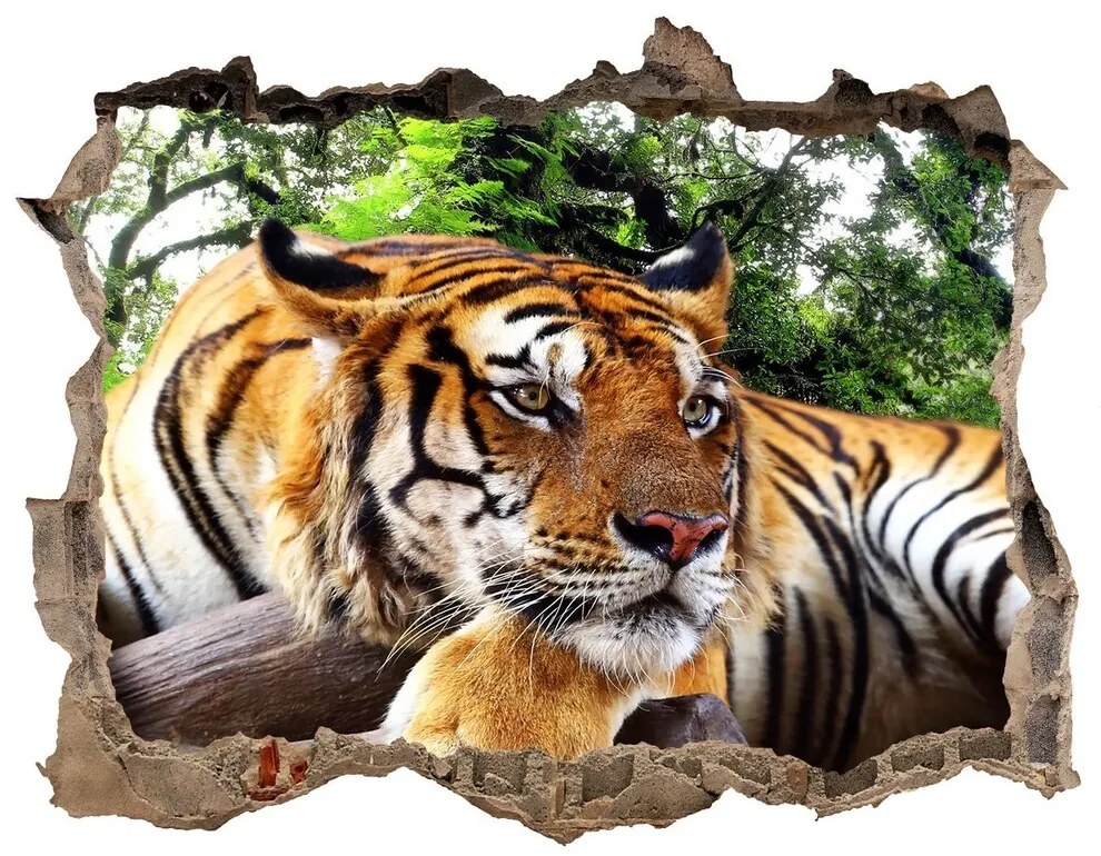 Díra 3D fototapeta na stěnu Tiger na skale nd-k-61968911