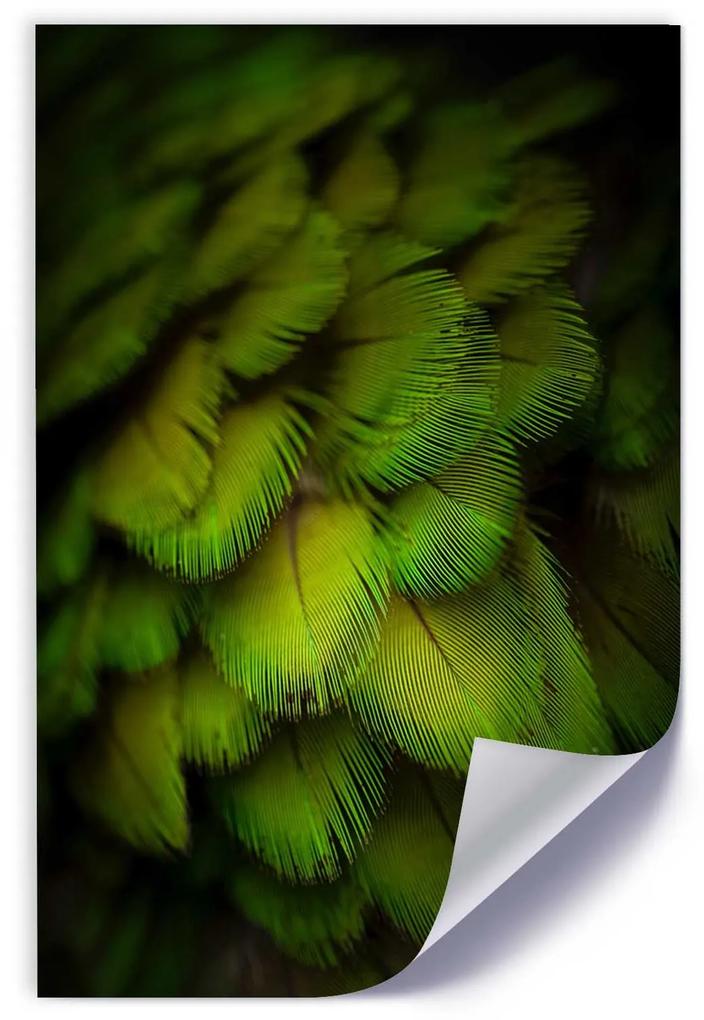 Gario Plagát Abstrakt zo zeleného peria Farba rámu: Bez rámu, Rozmery: 40 x 60 cm