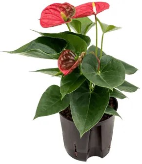 Anthurium andreanum sierra red 13/12 výška 35 cm